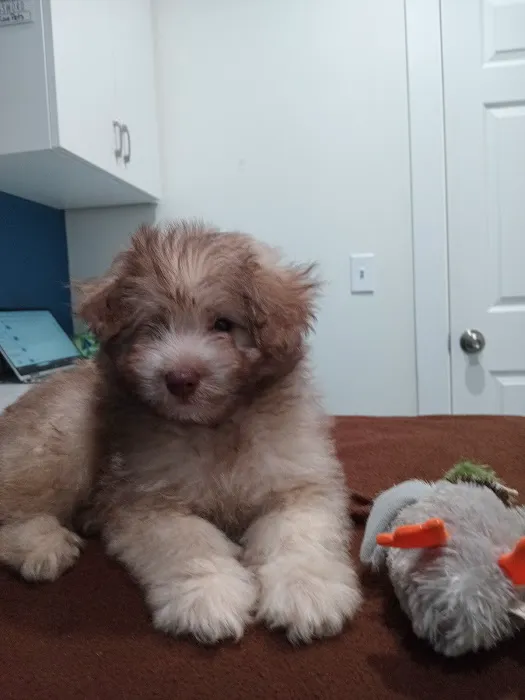 4 Paws Urgent Care 6