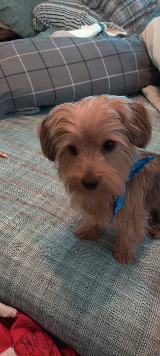 4 Paws Urgent Care 1