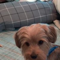 4 Paws Urgent Care ico