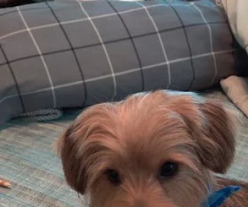 4 Paws Urgent Care