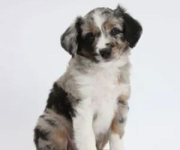 Hope For Pets