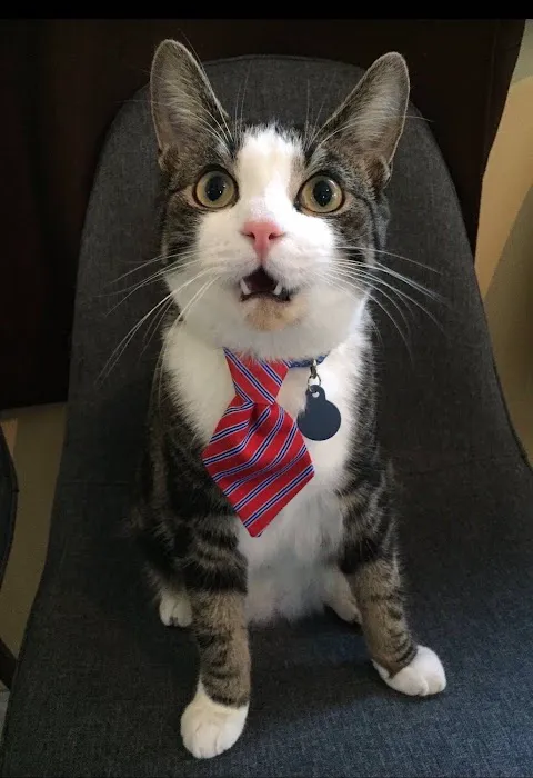Commerce Animal Hospital 1