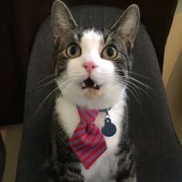 Commerce Animal Hospital ico