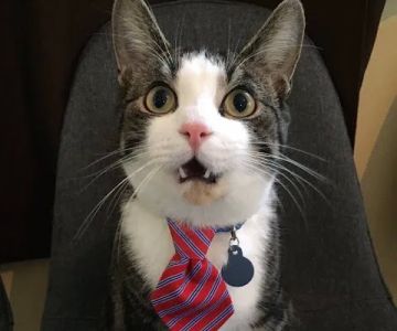 Commerce Animal Hospital