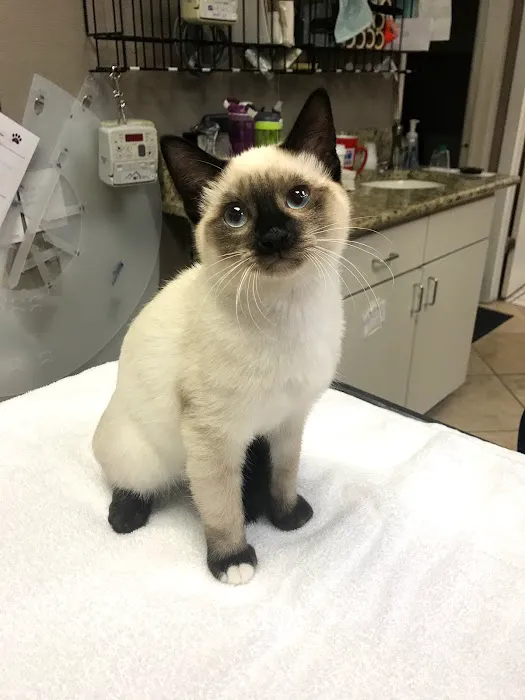 Orchard Lake Animal Hospital 4
