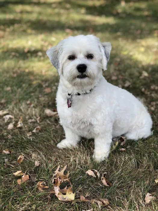 Orchard Lake Animal Hospital 6