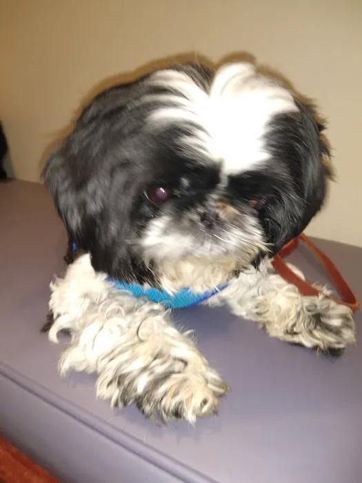 Towne & Country Animal Hospital Hartland 1