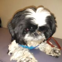 Towne & Country Animal Hospital Hartland ico
