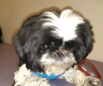 Towne & Country Animal Hospital Hartland