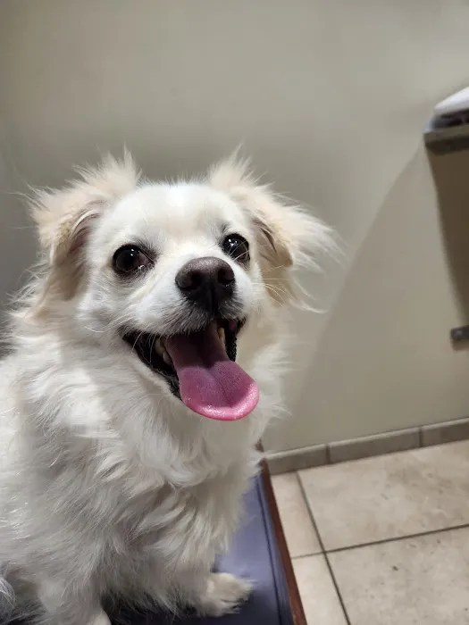 Towne & Country Animal Hospital Hartland 5