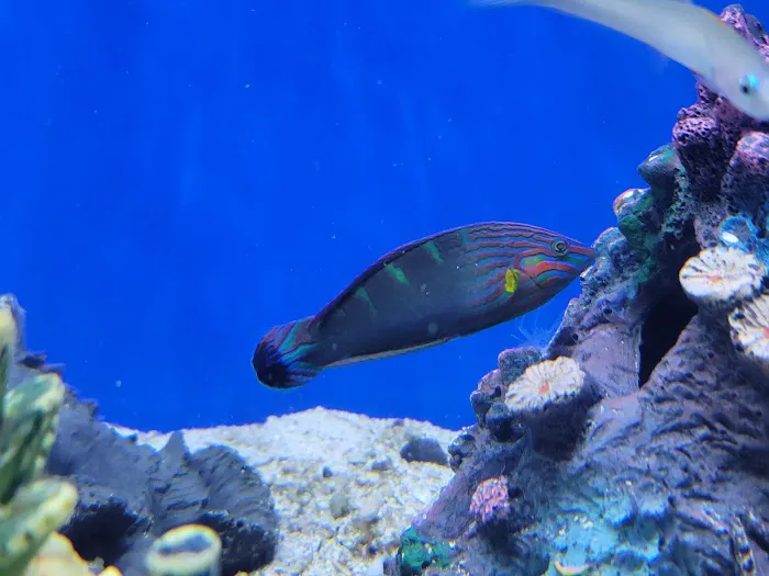 Bourbon Country Corals, LLC 4