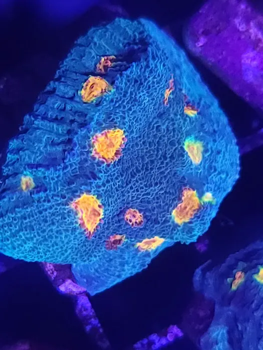 Bourbon Country Corals, LLC 6