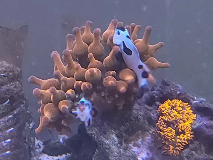Bourbon Country Corals, LLC 5