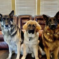 Red Barn Veterinary Medical Center ico