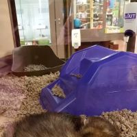 Petco ico