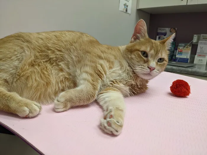 Four Seasons Veterinary Services 2