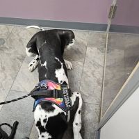 Four Seasons Veterinary Services ico