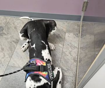 Four Seasons Veterinary Services