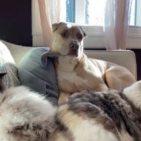 Woodland Animal Hospital ico