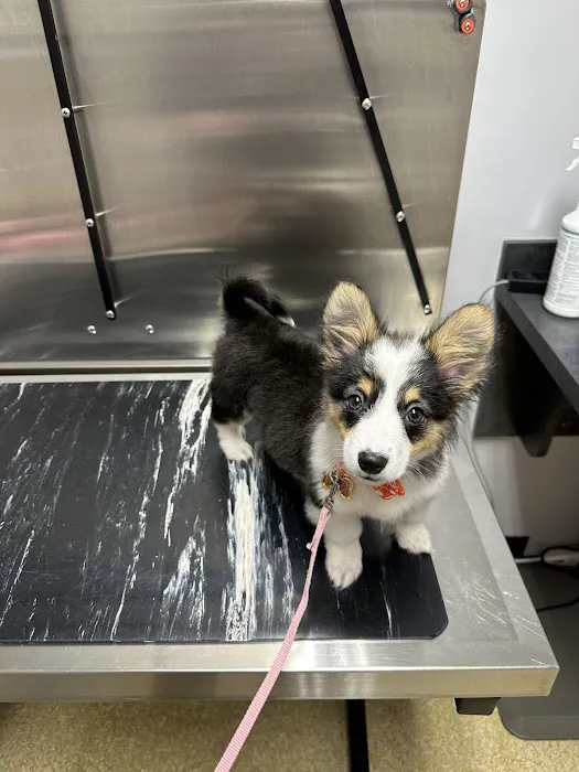 Woodland Animal Hospital 5