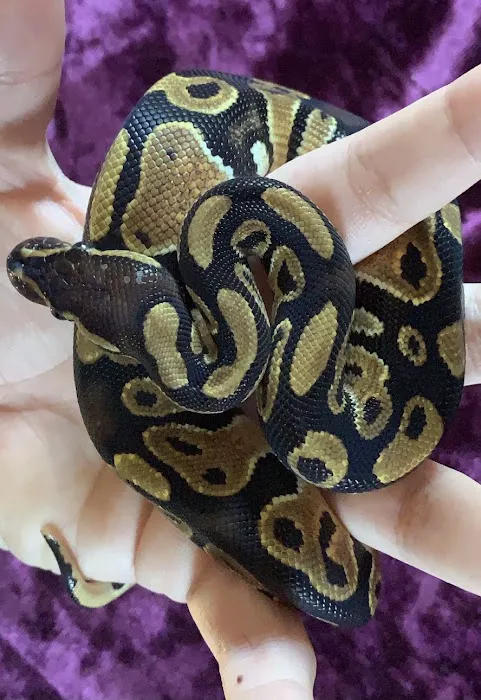 Petco 1