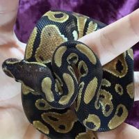 Petco ico