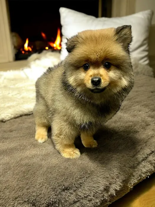 Most Valuable Pets 5