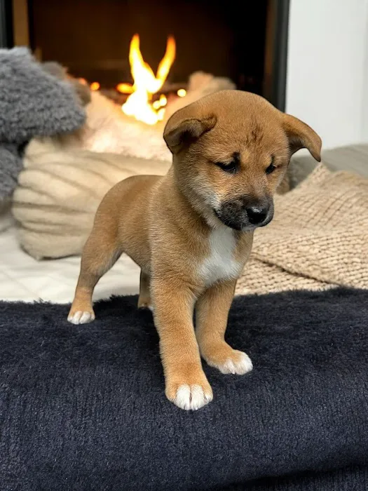 Most Valuable Pets 3