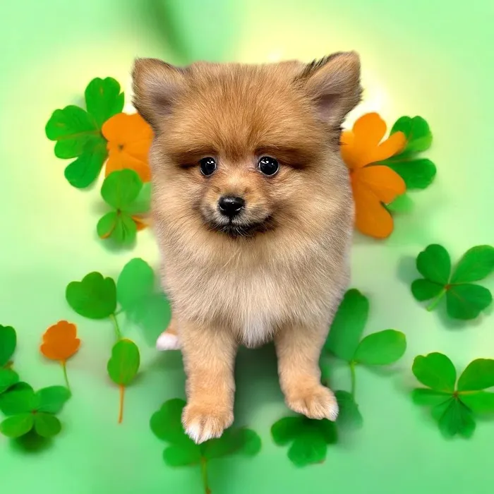 Most Valuable Pets 10