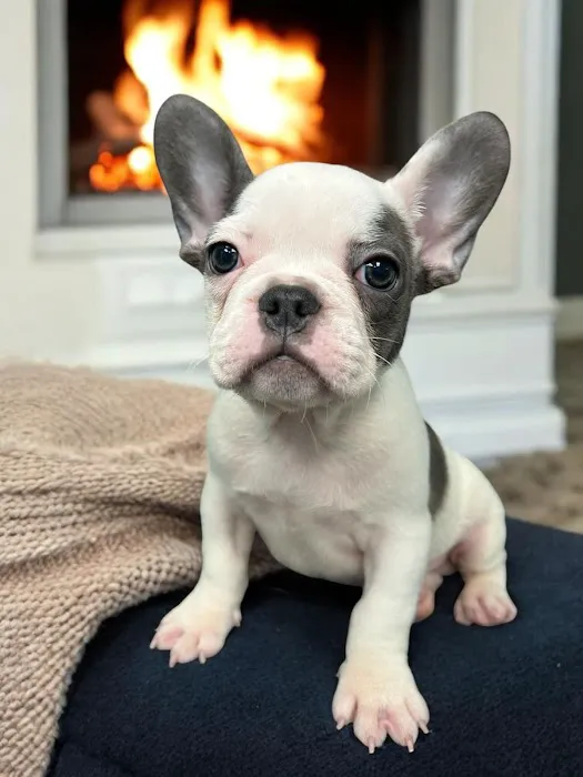 Most Valuable Pets 9