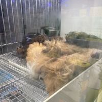 Most Valuable Pets ico