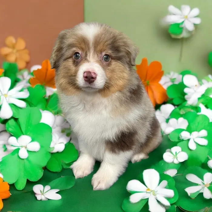 Most Valuable Pets 4