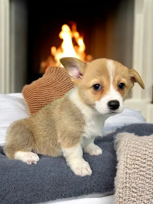 Most Valuable Pets 8