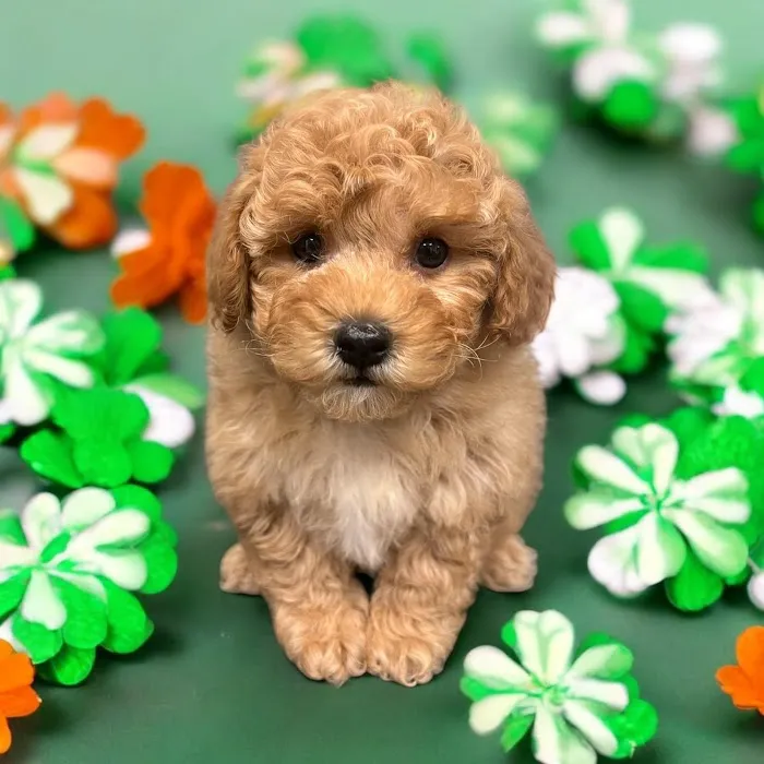 Most Valuable Pets 6