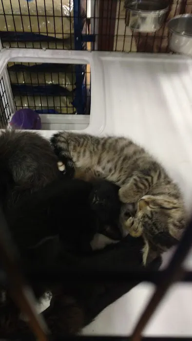Pet Supermarket 2