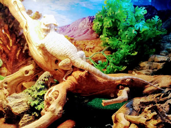 Pet Supermarket 8