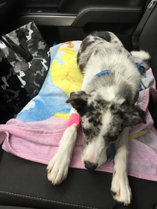 Veterinary Care Services of Milford 12