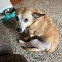 Veterinary Care Services of Milford ico