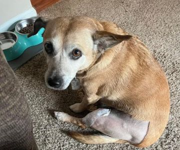 Veterinary Care Services of Milford