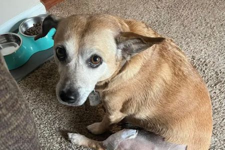 Veterinary Care Services of Milford