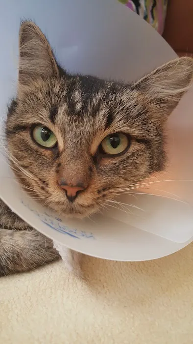 Veterinary Care Services of Milford 12
