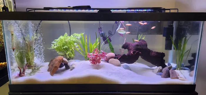 Dustin's Fishtanks 12