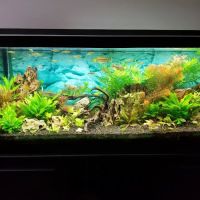 Dustin's Fishtanks ico