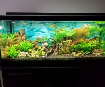 Dustin's Fishtanks