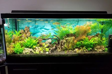 Dustin's Fishtanks