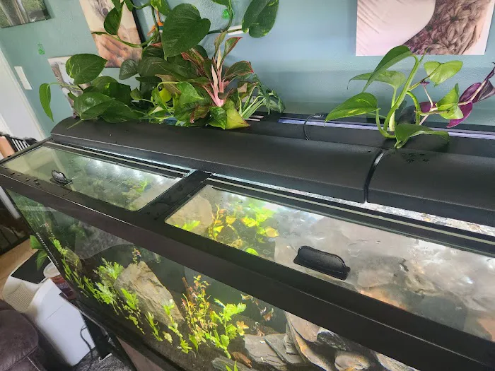 Dustin's Fishtanks 12