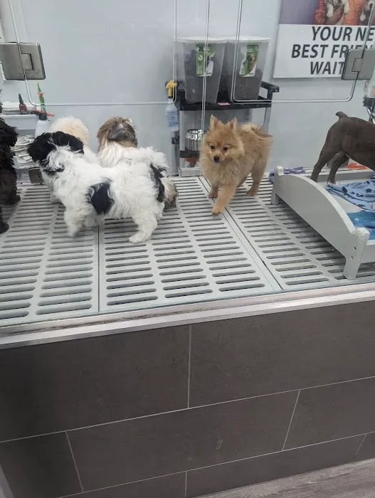 Petland Lexington 8