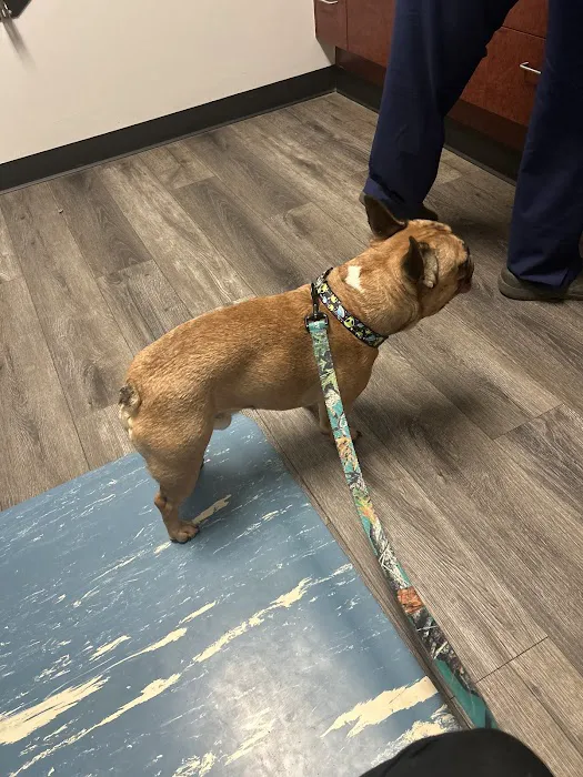 Towne & Country Animal Hospital 12