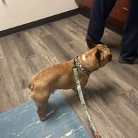 Towne & Country Animal Hospital ico