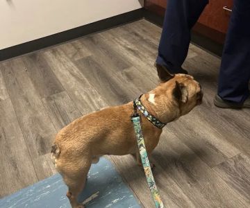 Towne & Country Animal Hospital